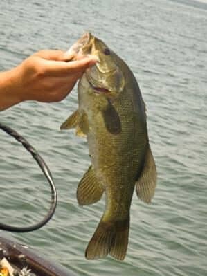Washington Island Smallmouth Bass