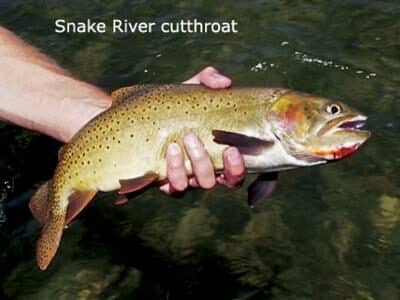 Snake River Cutthroat