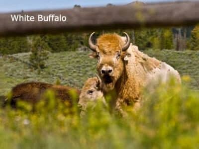 White Buffalo at Jackson Fork Ranch