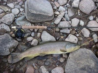 Brown trout caught on the Upper Green River 