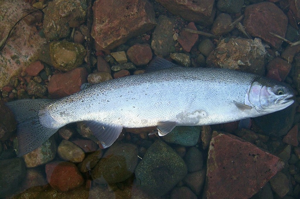 Rainbow Trout Steelhead at St Marys Rapids